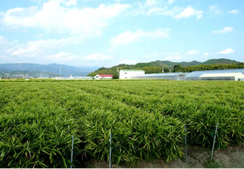 生姜作りの理想の地、高知県